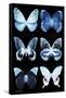 Miss Butterfly X-Ray Black-Philippe Hugonnard-Framed Stretched Canvas