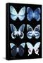 Miss Butterfly X-Ray Black-Philippe Hugonnard-Framed Stretched Canvas