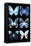 Miss Butterfly X-Ray Black-Philippe Hugonnard-Framed Stretched Canvas