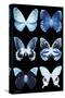 Miss Butterfly X-Ray Black-Philippe Hugonnard-Stretched Canvas