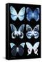 Miss Butterfly X-Ray Black-Philippe Hugonnard-Framed Stretched Canvas