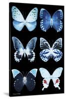 Miss Butterfly X-Ray Black-Philippe Hugonnard-Stretched Canvas