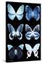 Miss Butterfly X-Ray Black-Philippe Hugonnard-Stretched Canvas