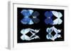 Miss Butterfly X-Ray Duo Black IV-Philippe Hugonnard-Framed Photographic Print