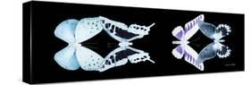 Miss Butterfly X-Ray Duo Black Pano II-Philippe Hugonnard-Stretched Canvas