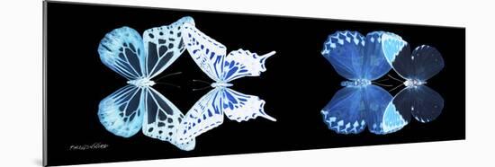 Miss Butterfly X-Ray Duo Black Pano III-Philippe Hugonnard-Mounted Photographic Print