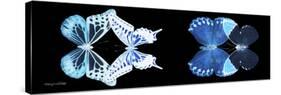 Miss Butterfly X-Ray Duo Black Pano III-Philippe Hugonnard-Stretched Canvas