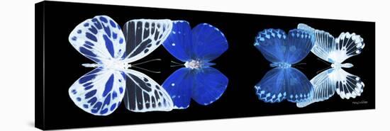 Miss Butterfly X-Ray Duo Black Pano IV-Philippe Hugonnard-Stretched Canvas