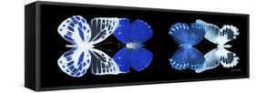 Miss Butterfly X-Ray Duo Black Pano IV-Philippe Hugonnard-Framed Stretched Canvas