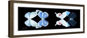 Miss Butterfly X-Ray Duo Black Pano V-Philippe Hugonnard-Framed Photographic Print