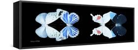 Miss Butterfly X-Ray Duo Black Pano V-Philippe Hugonnard-Framed Stretched Canvas