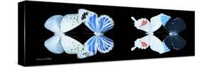 Miss Butterfly X-Ray Duo Black Pano V-Philippe Hugonnard-Stretched Canvas