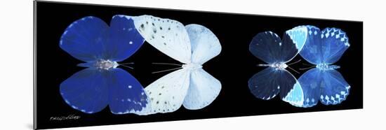 Miss Butterfly X-Ray Duo Black Pano VI-Philippe Hugonnard-Mounted Photographic Print