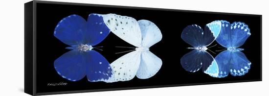 Miss Butterfly X-Ray Duo Black Pano VI-Philippe Hugonnard-Framed Stretched Canvas