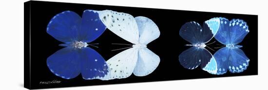 Miss Butterfly X-Ray Duo Black Pano VI-Philippe Hugonnard-Stretched Canvas