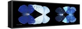 Miss Butterfly X-Ray Duo Black Pano VI-Philippe Hugonnard-Framed Stretched Canvas