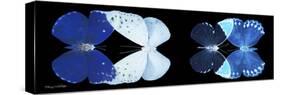 Miss Butterfly X-Ray Duo Black Pano VI-Philippe Hugonnard-Stretched Canvas