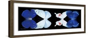 Miss Butterfly X-Ray Duo Black Pano VII-Philippe Hugonnard-Framed Photographic Print