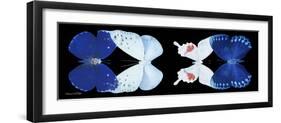 Miss Butterfly X-Ray Duo Black Pano VII-Philippe Hugonnard-Framed Photographic Print