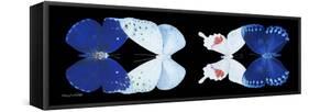 Miss Butterfly X-Ray Duo Black Pano VII-Philippe Hugonnard-Framed Stretched Canvas