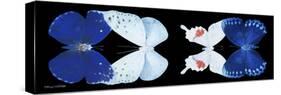 Miss Butterfly X-Ray Duo Black Pano VII-Philippe Hugonnard-Stretched Canvas