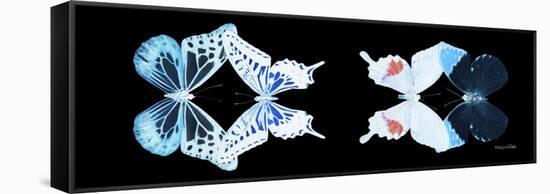 Miss Butterfly X-Ray Duo Black Pano VIII-Philippe Hugonnard-Framed Stretched Canvas