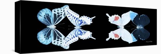 Miss Butterfly X-Ray Duo Black Pano VIII-Philippe Hugonnard-Stretched Canvas