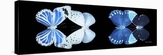 Miss Butterfly X-Ray Duo Black Pano X-Philippe Hugonnard-Stretched Canvas