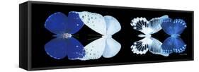 Miss Butterfly X-Ray Duo Black Pano XI-Philippe Hugonnard-Framed Stretched Canvas