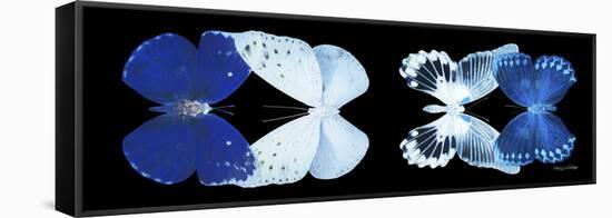 Miss Butterfly X-Ray Duo Black Pano XI-Philippe Hugonnard-Framed Stretched Canvas