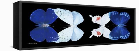 Miss Butterfly X-Ray Duo Black Pano XII-Philippe Hugonnard-Framed Stretched Canvas