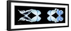 Miss Butterfly X-Ray Duo Black Pano XIII-Philippe Hugonnard-Framed Photographic Print