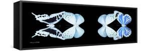 Miss Butterfly X-Ray Duo Black Pano XIII-Philippe Hugonnard-Framed Stretched Canvas