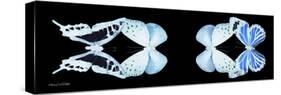 Miss Butterfly X-Ray Duo Black Pano XIII-Philippe Hugonnard-Stretched Canvas