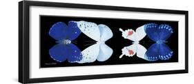 Miss Butterfly X-Ray Duo Black Pano-Philippe Hugonnard-Framed Photographic Print