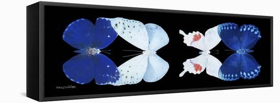 Miss Butterfly X-Ray Duo Black Pano-Philippe Hugonnard-Framed Stretched Canvas