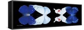 Miss Butterfly X-Ray Duo Black Pano-Philippe Hugonnard-Framed Stretched Canvas