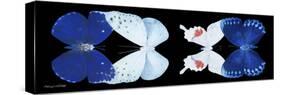 Miss Butterfly X-Ray Duo Black Pano-Philippe Hugonnard-Stretched Canvas