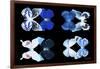 Miss Butterfly X-Ray Duo Black V-Philippe Hugonnard-Framed Photographic Print