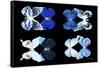 Miss Butterfly X-Ray Duo Black V-Philippe Hugonnard-Framed Stretched Canvas