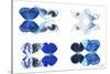Miss Butterfly X-Ray Duo White III-Philippe Hugonnard-Stretched Canvas