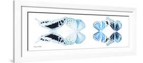 Miss Butterfly X-Ray Duo White Pano II-Philippe Hugonnard-Framed Photographic Print