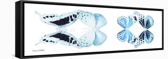 Miss Butterfly X-Ray Duo White Pano II-Philippe Hugonnard-Framed Stretched Canvas