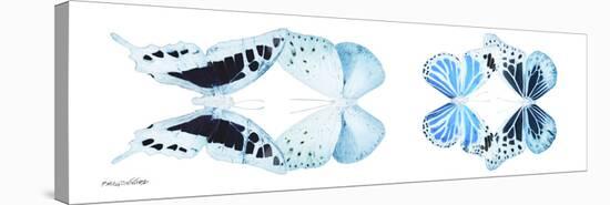 Miss Butterfly X-Ray Duo White Pano II-Philippe Hugonnard-Stretched Canvas