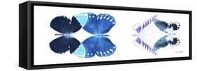 Miss Butterfly X-Ray Duo White Pano III-Philippe Hugonnard-Framed Stretched Canvas