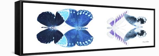 Miss Butterfly X-Ray Duo White Pano III-Philippe Hugonnard-Framed Stretched Canvas