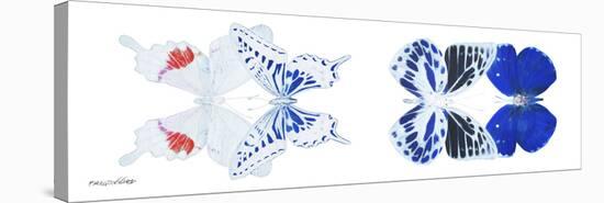 Miss Butterfly X-Ray Duo White Pano V-Philippe Hugonnard-Stretched Canvas