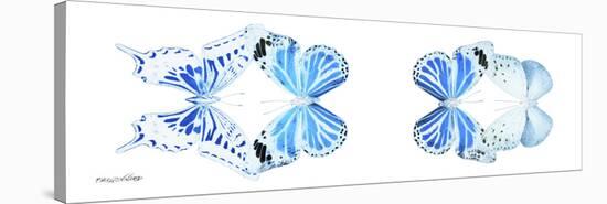 Miss Butterfly X-Ray Duo White Pano VI-Philippe Hugonnard-Stretched Canvas