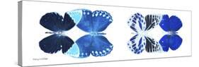 Miss Butterfly X-Ray Duo White Pano XIII-Philippe Hugonnard-Stretched Canvas