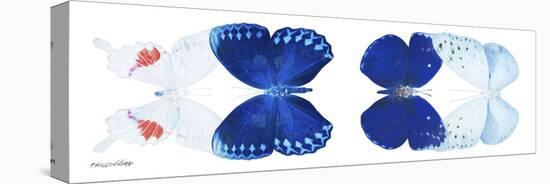 Miss Butterfly X-Ray Duo White Pano-Philippe Hugonnard-Stretched Canvas